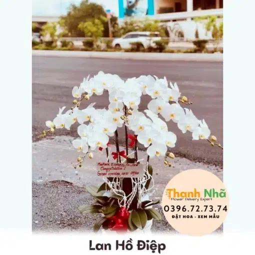 Lan Hồ Điệp - LHD064