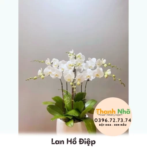 Lan Hồ Điệp - LHD068