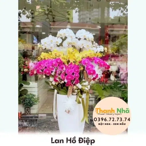 Lan Hồ Điệp - LHD069