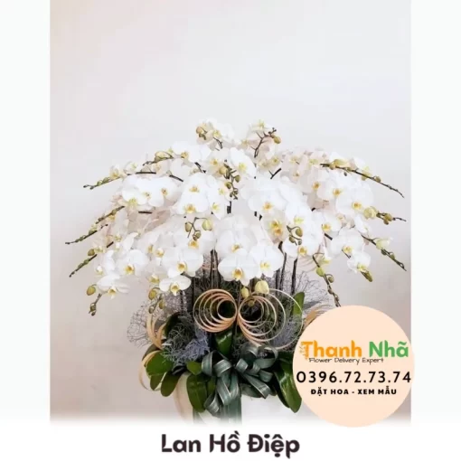 Lan Hồ Điệp - LHD072