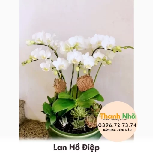 Lan Hồ Điệp - LHD080