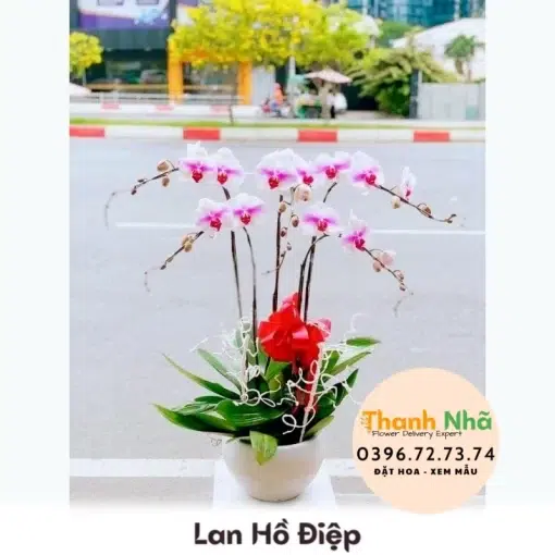 Lan Hồ Điệp - LHD086