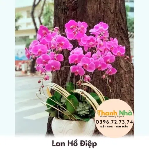 Lan Hồ Điệp - LHD089