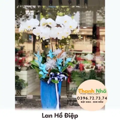 Lan Hồ Điệp - LHD093