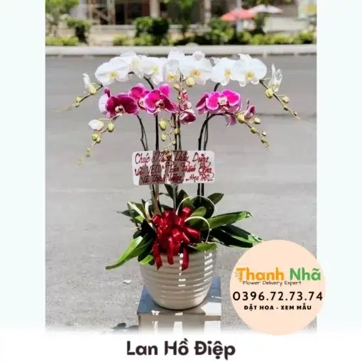 Lan Hồ Điệp - LHD097