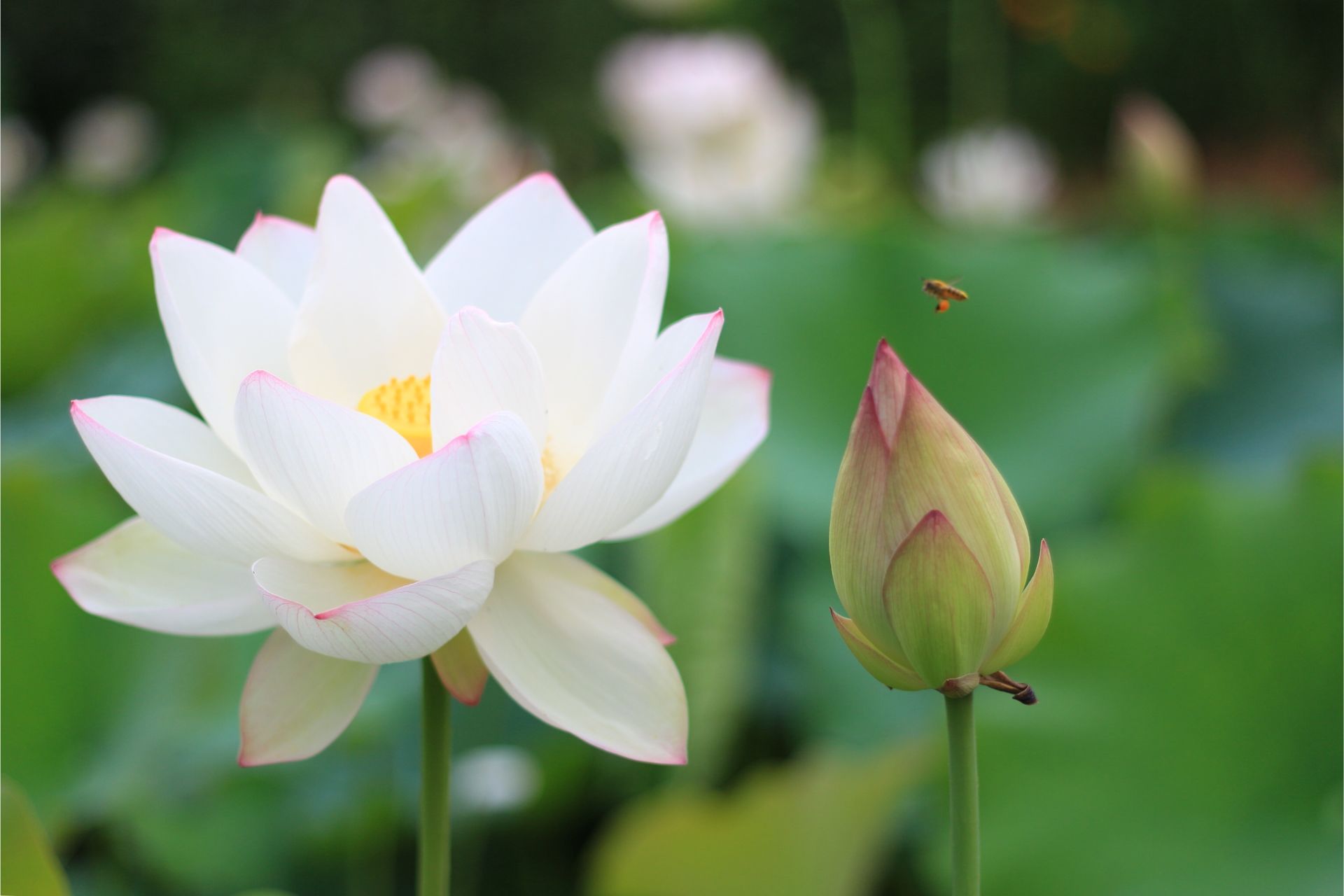 Ý Nghĩa Của Hoa Sen