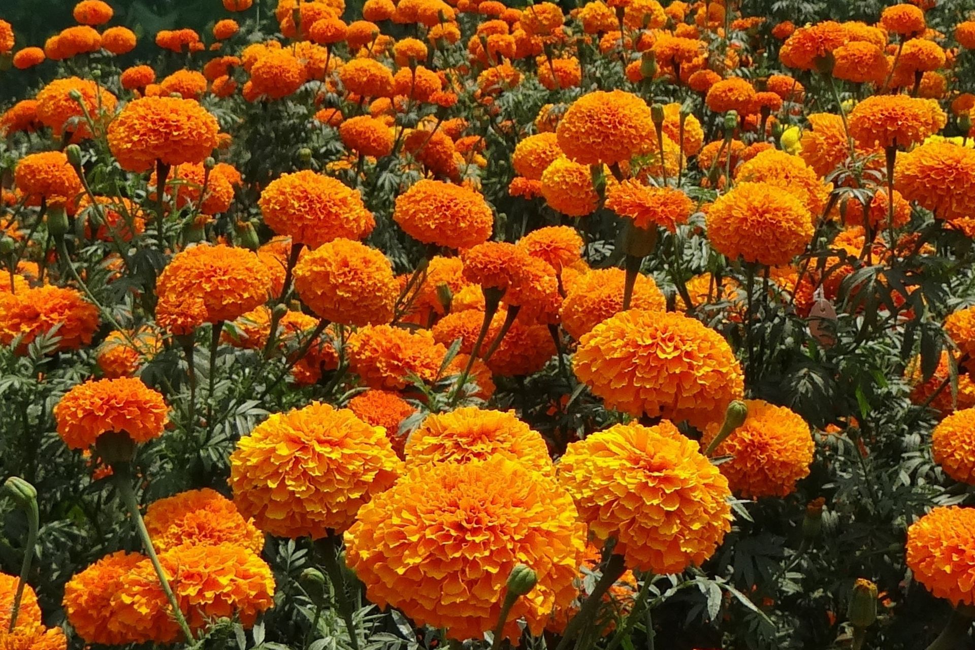 Hoa Vạn Thọ