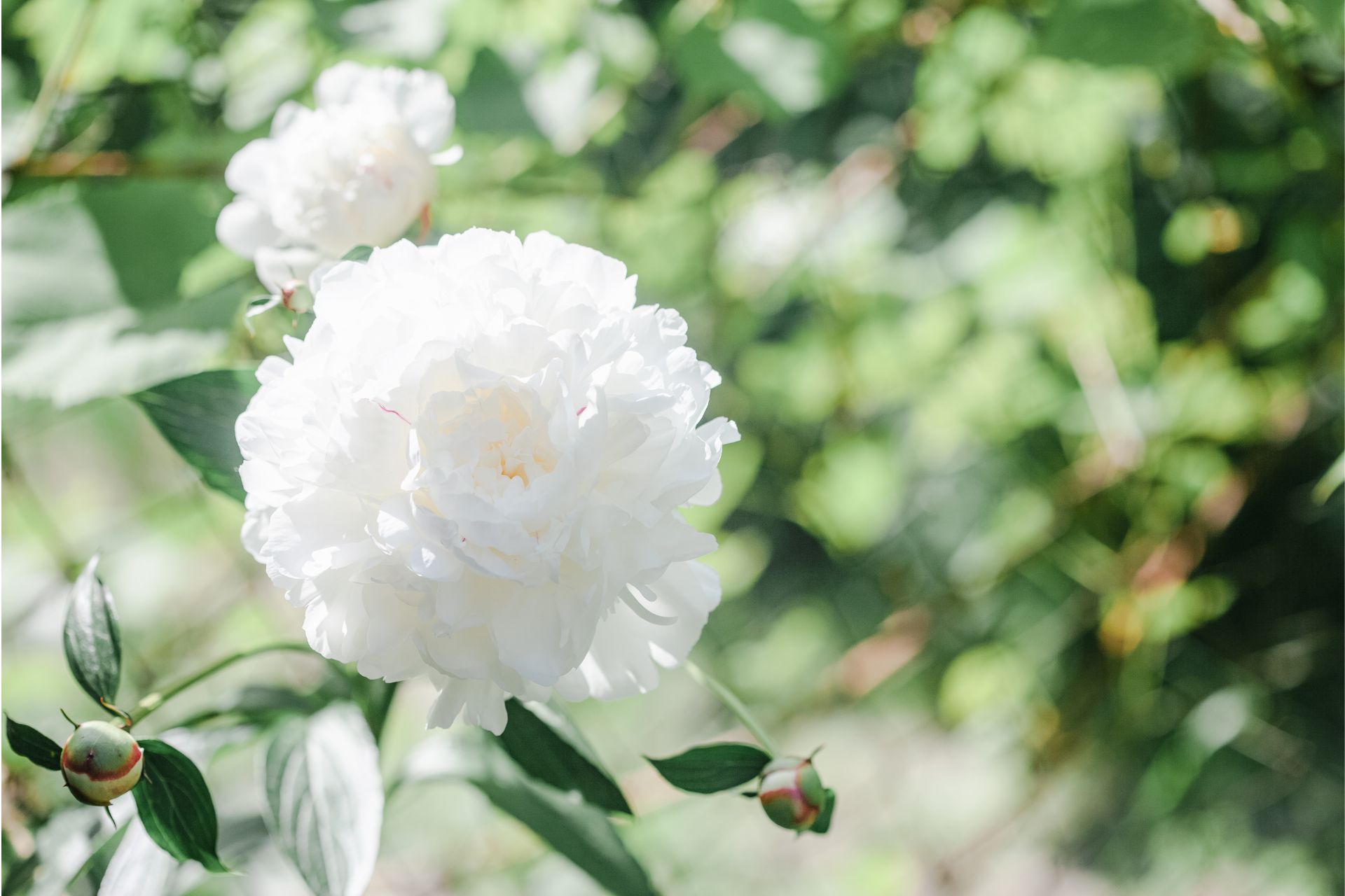 Ý Nghĩa Của Hoa Peony (Mẫu Đơn Tây)