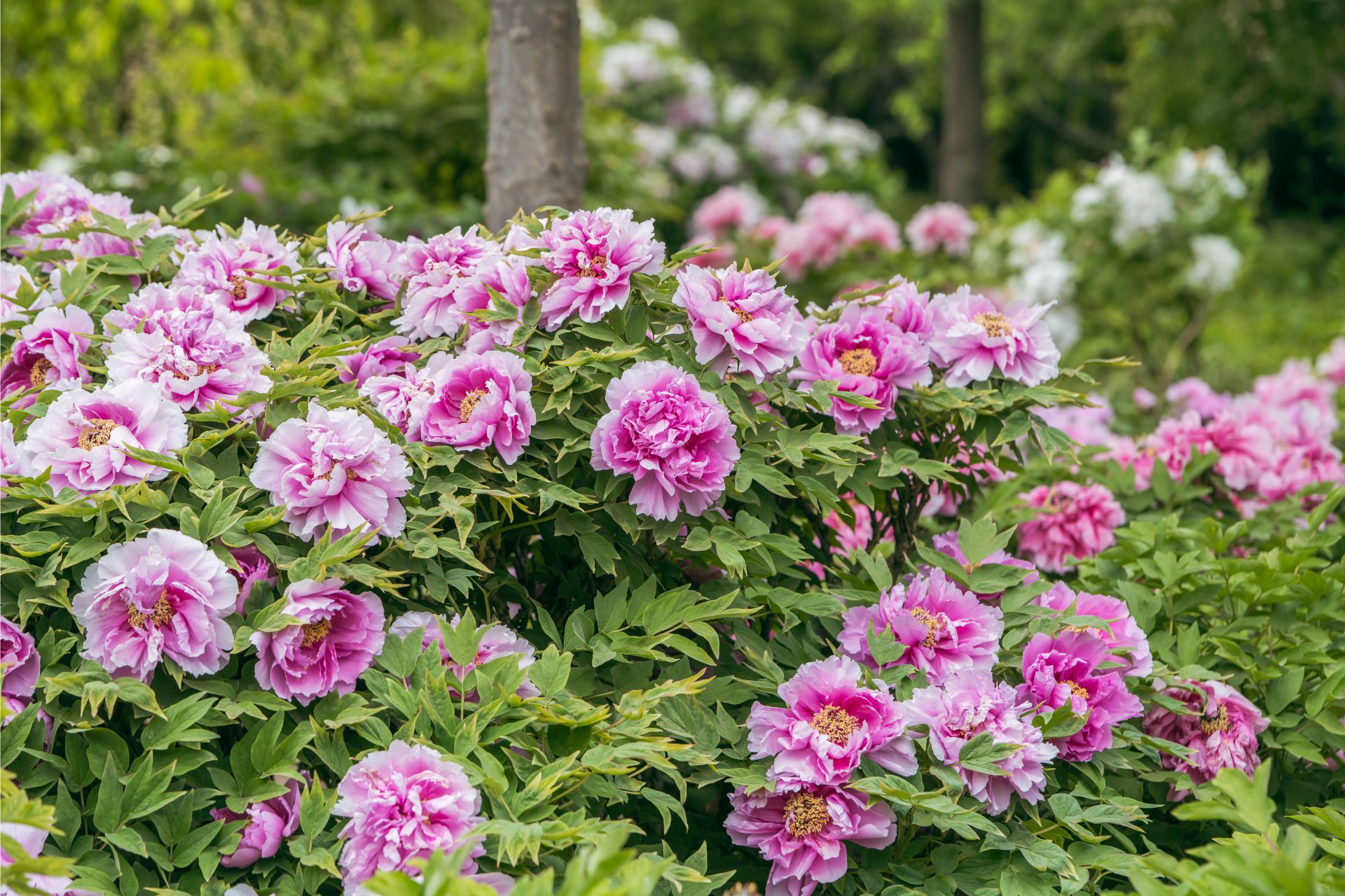 Ý Nghĩa Của Hoa Peony (Mẫu Đơn Tây)
