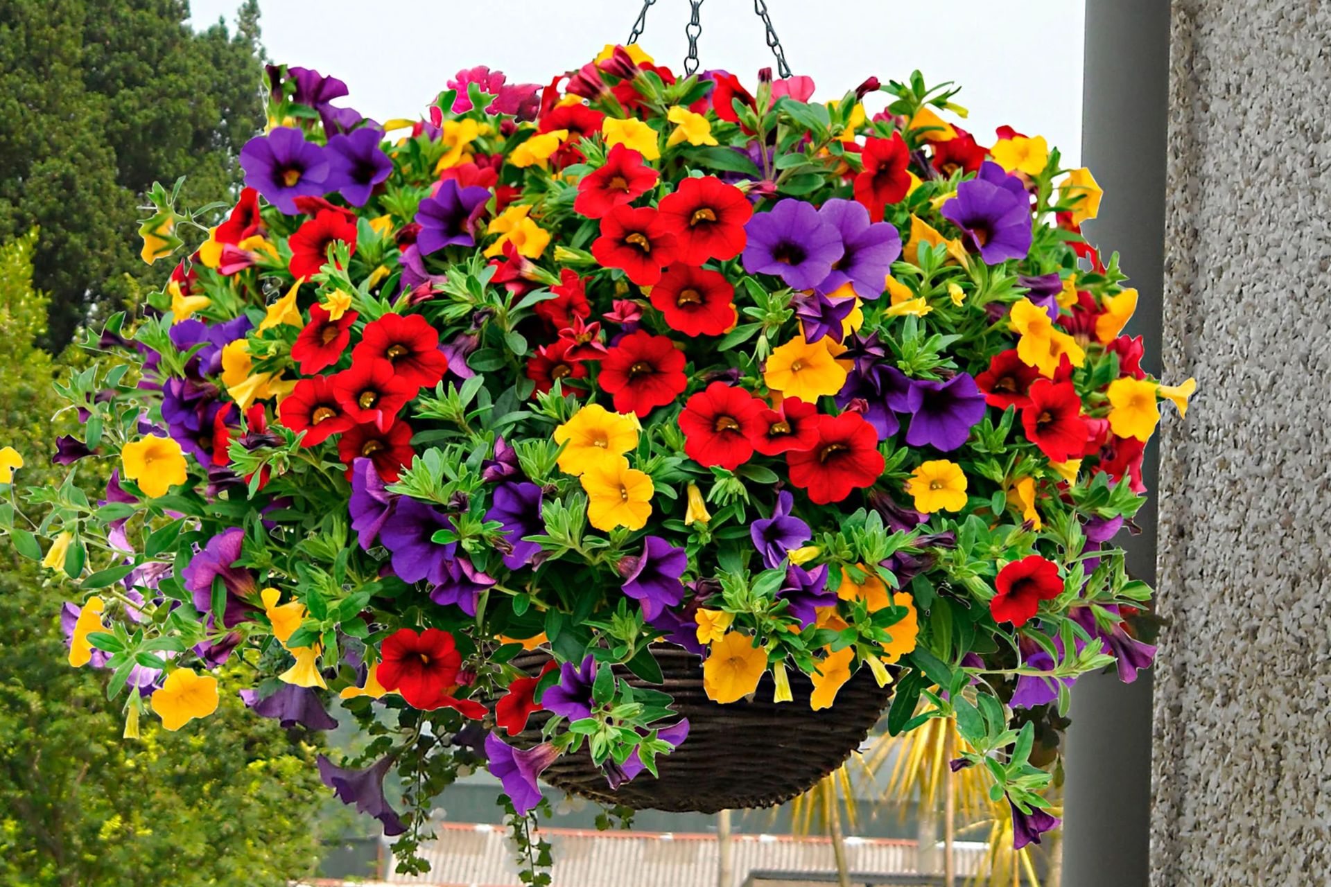 Ý Nghĩa Của Hoa Petunia