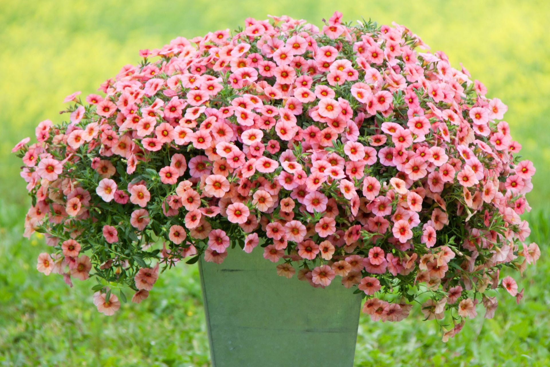 Ý Nghĩa Của Hoa Petunia