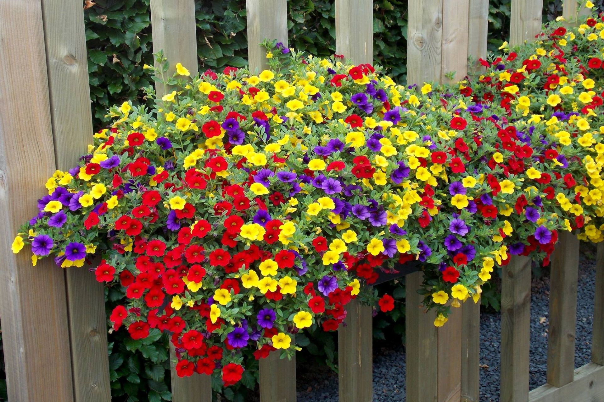 Ý Nghĩa Của Hoa Petunia