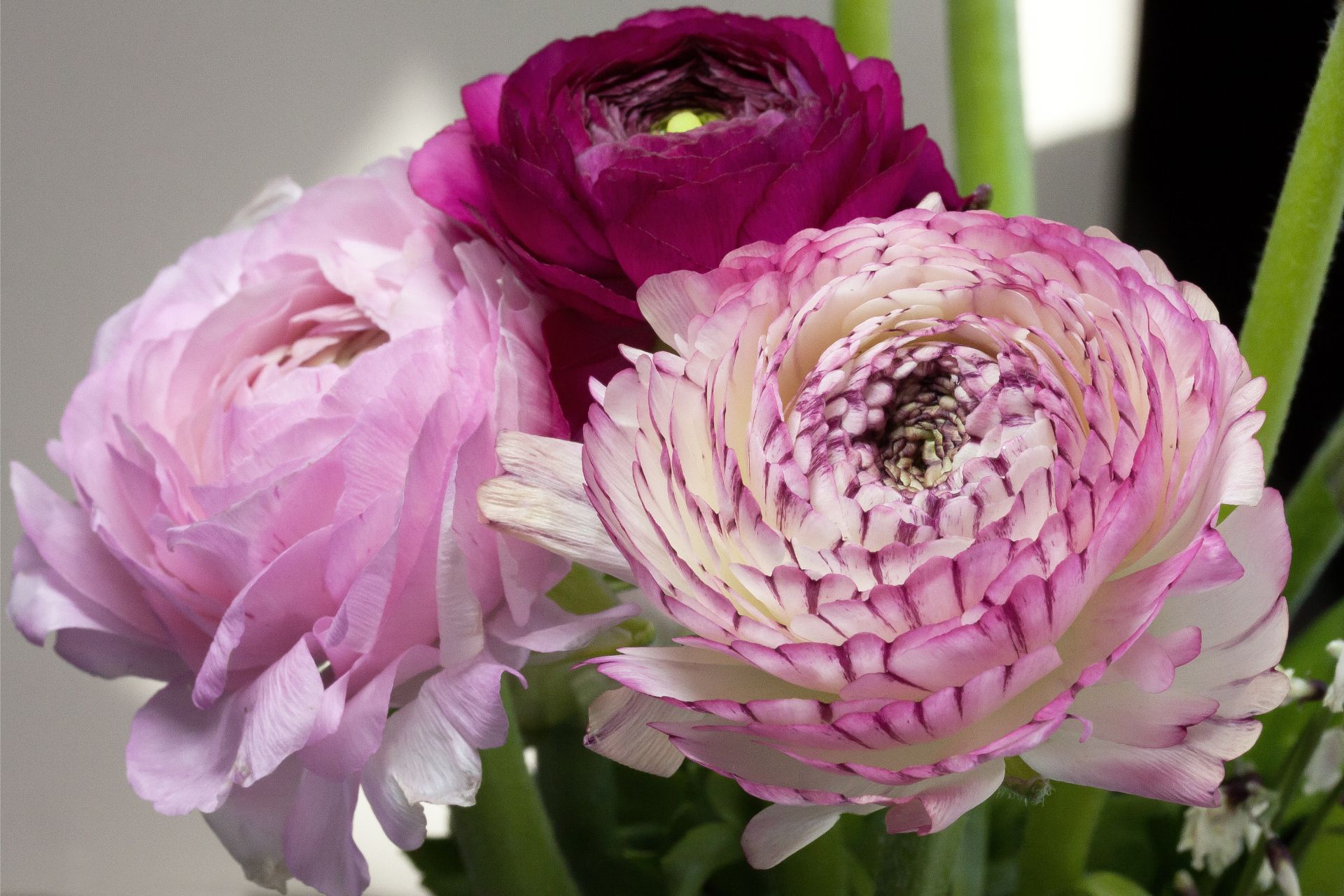 Ý Nghĩa Của Hoa Mao Lương