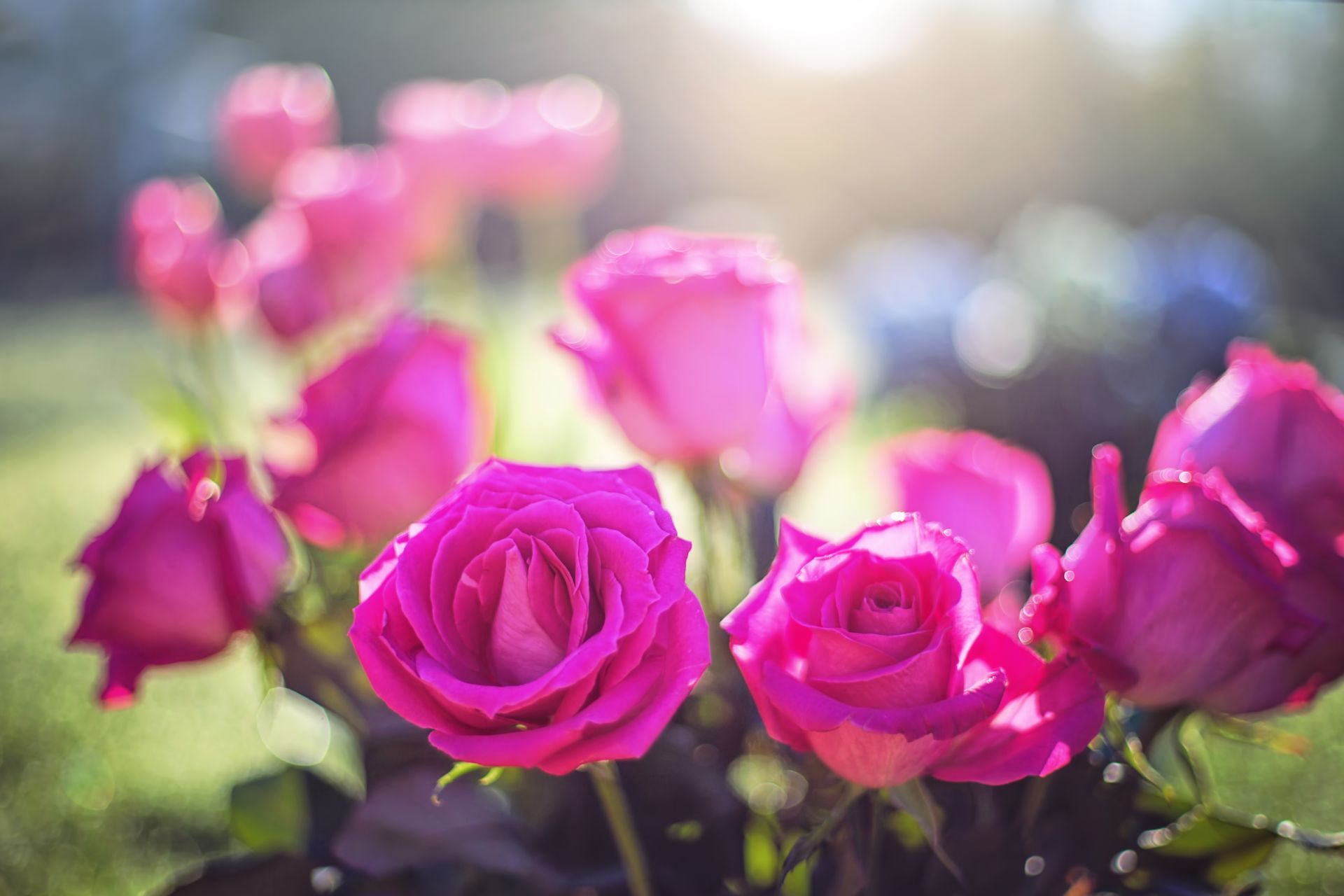 Ý Nghĩa Số Lượng Hoa Hồng