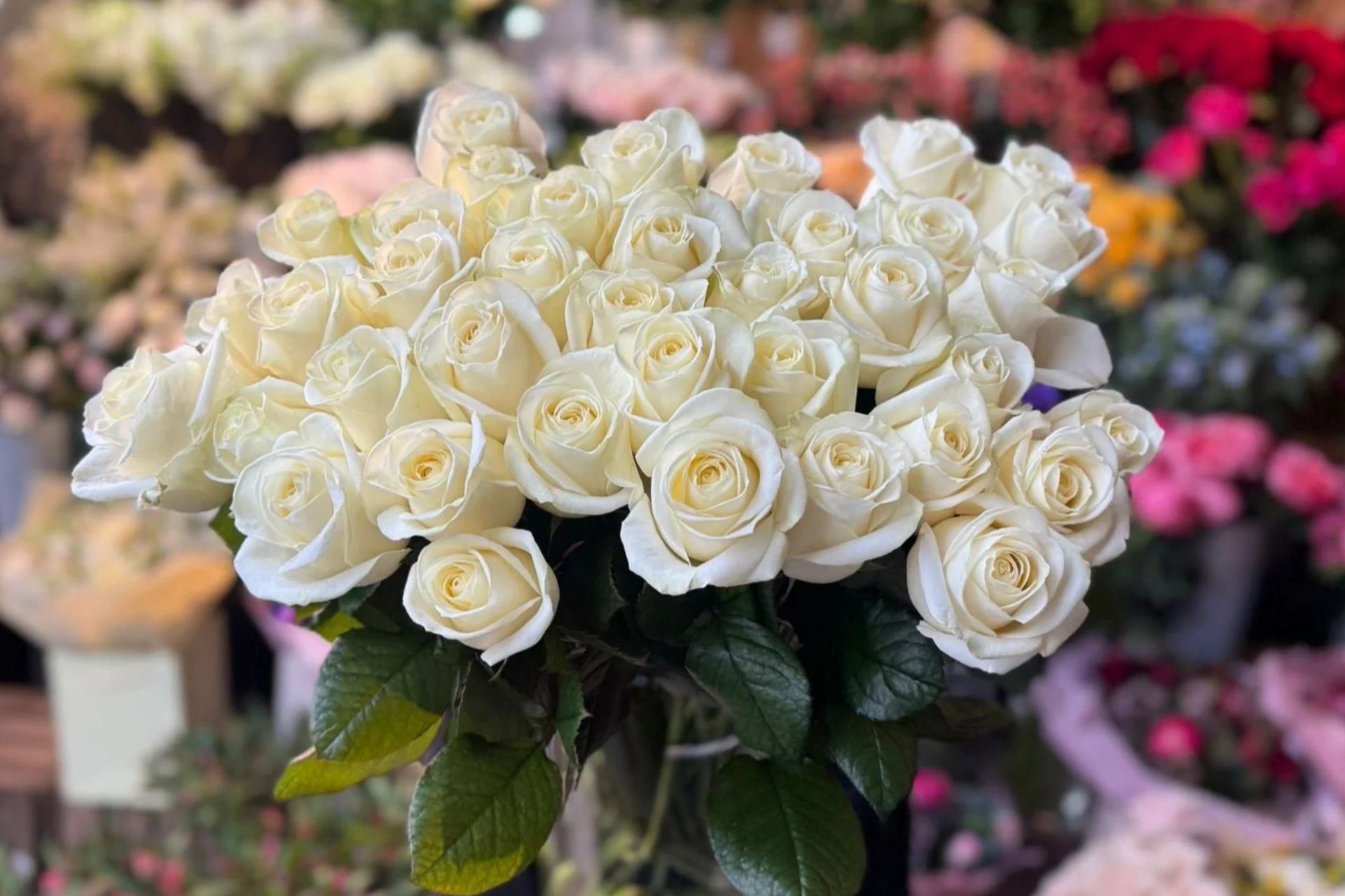 Ý Nghĩa Của Hoa Hồng Trắng