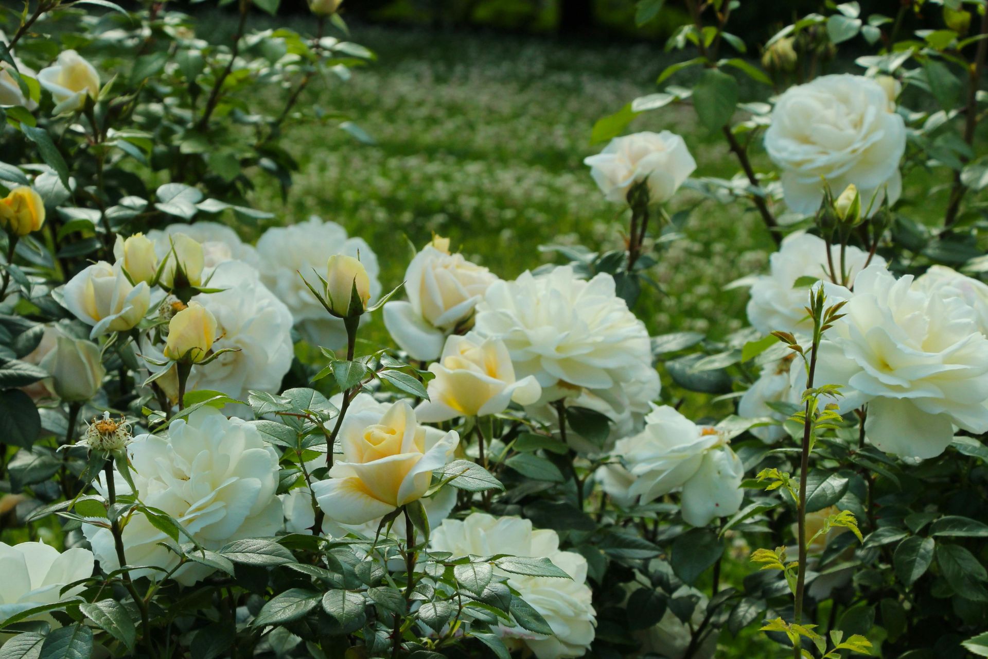 Ý Nghĩa Của Hoa Hồng Trắng Trong Đám Tang