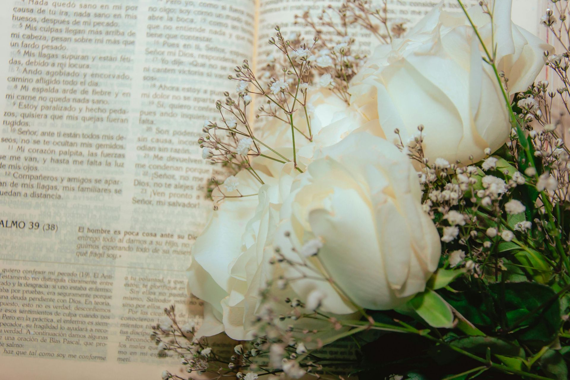 Ý Nghĩa Của Hoa Hồng Trắng