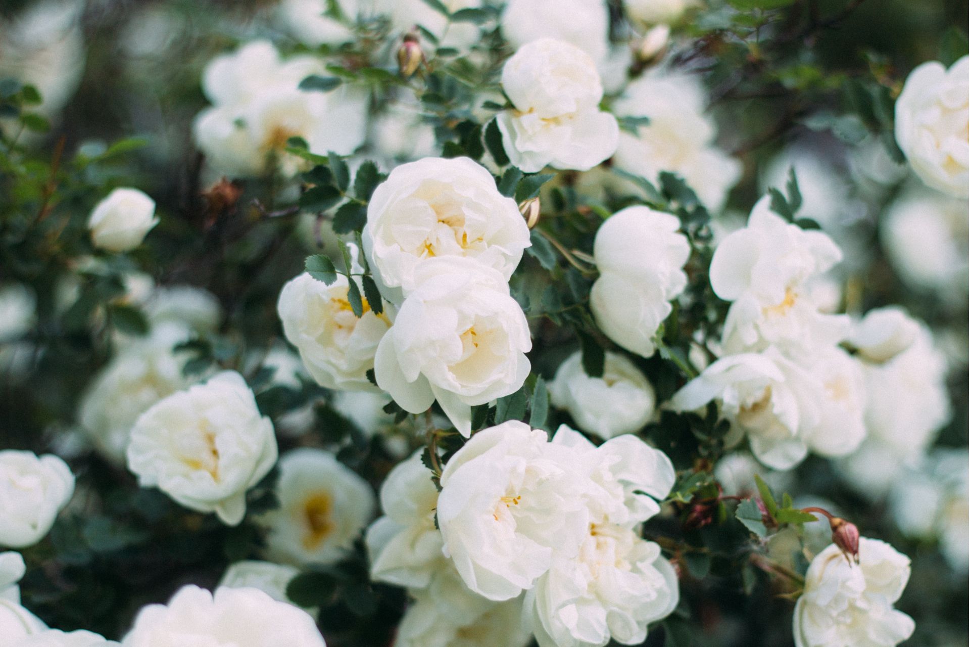 Ý Nghĩa Của Hoa Hồng Trắng Trong Đám Tang