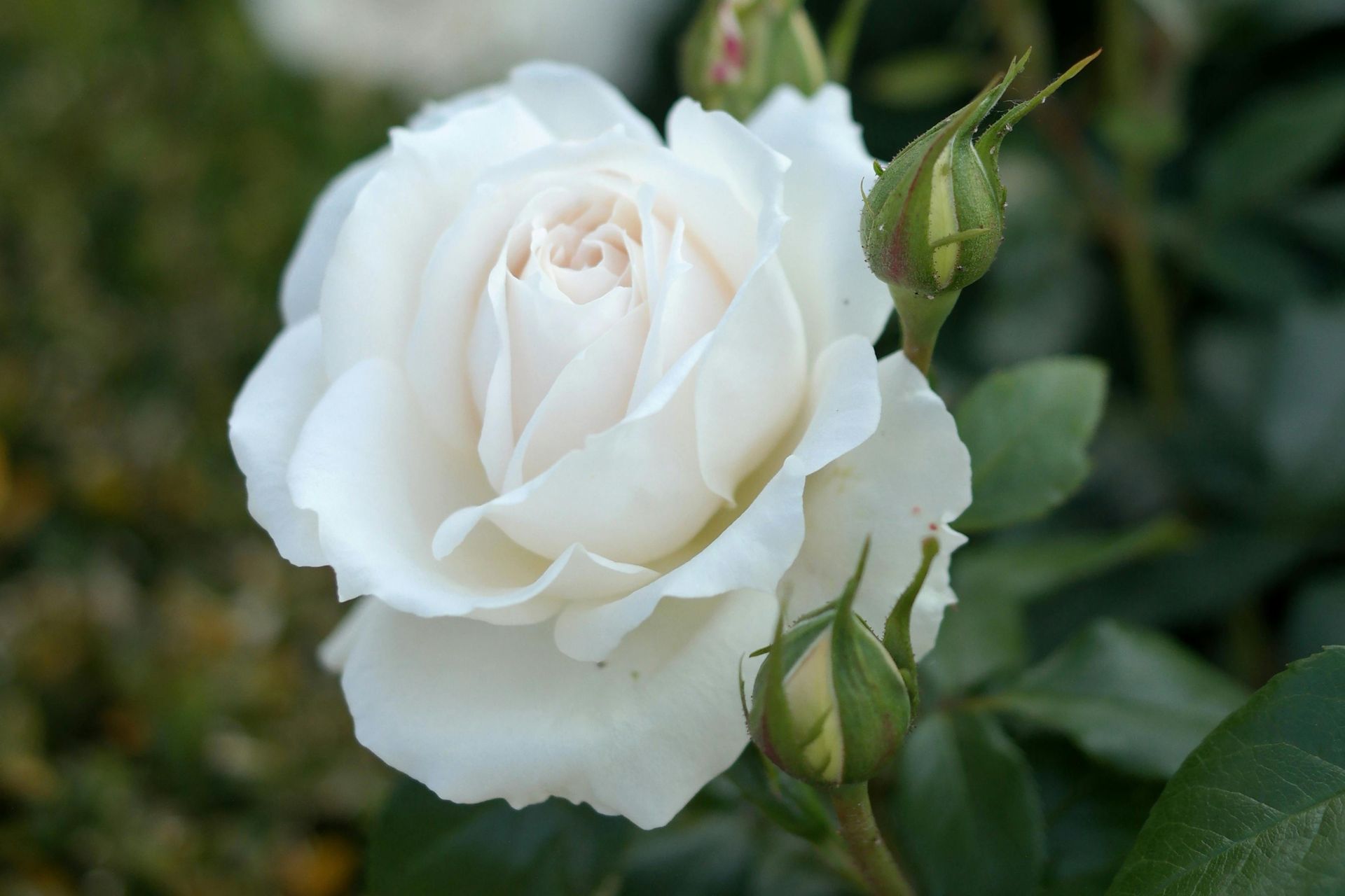 Ý Nghĩa Của Hoa Hồng Trắng Trong Đám Tang